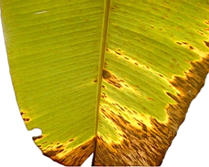 Image26_mod.jpg