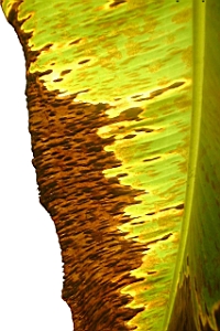 leaf part.jpg